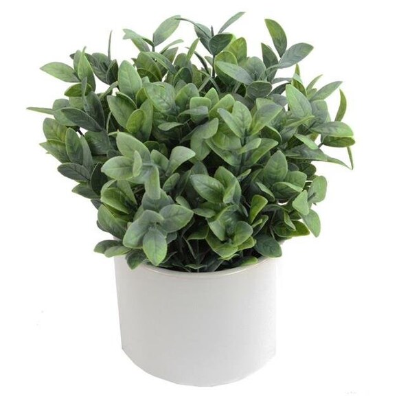 Adlmired By Nature Admired by Nature ABN5P022-NTRL-R Artificial Frosted Ruscus Plant with Ceramic Pot - Green ABN5P022-NTRL-R - main